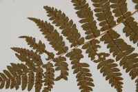 假軸果蹄蓋蕨、毛軸蹄蓋蕨藏品圖，第4張