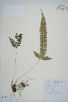 韓氏耳蕨藏品圖，第1張