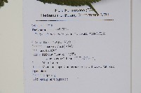 截葉金星蕨藏品圖，第2張