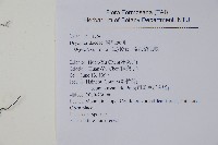 南海鱗毛蕨藏品圖，第2張