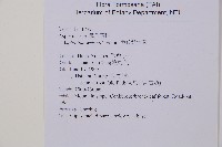 萊氏鐵角蕨藏品圖，第2張