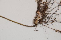 萊氏鐵角蕨藏品圖，第3張