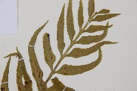 萊氏鐵角蕨藏品圖，第4張