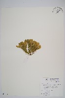 小杉葉石松藏品圖，第1張