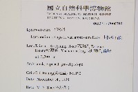 小杉葉石松藏品圖，第5張