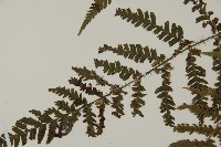 愛德氏肋毛蕨藏品圖，第4張