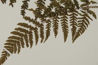 愛德氏肋毛蕨藏品圖，第5張