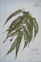 斜方複葉耳蕨藏品圖，第1張