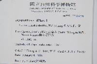 斜方複葉耳蕨藏品圖，第2張