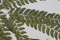 斜方複葉耳蕨藏品圖，第3張