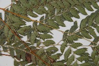 斜方複葉耳蕨藏品圖，第4張