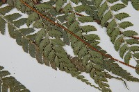 斜方複葉耳蕨藏品圖，第5張