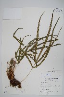 長葉鳳尾蕨藏品圖，第1張