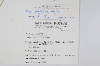 長葉鳳尾蕨藏品圖，第2張