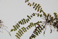 三翅鐵角蕨藏品圖，第3張