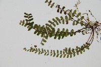 三翅鐵角蕨藏品圖，第4張