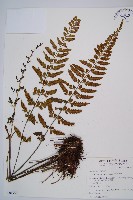 吉永鐵角蕨、斜葉鐵角蕨藏品圖，第1張