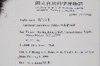 吉永鐵角蕨、斜葉鐵角蕨藏品圖，第2張