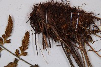 吉永鐵角蕨、斜葉鐵角蕨藏品圖，第3張