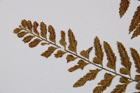 吉永鐵角蕨、斜葉鐵角蕨藏品圖，第4張