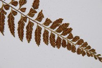 吉永鐵角蕨、斜葉鐵角蕨藏品圖，第5張