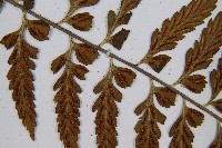 吉永鐵角蕨、斜葉鐵角蕨藏品圖，第6張