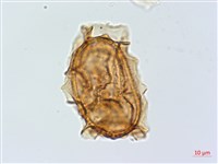 吉永鐵角蕨、斜葉鐵角蕨藏品圖，第3張