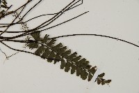 馬來鐵線蕨藏品圖，第6張