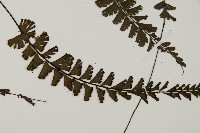 馬來鐵線蕨藏品圖，第7張