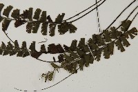 馬來鐵線蕨藏品圖，第8張