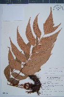 披針貫眾蕨藏品圖，第1張