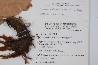 披針貫眾蕨藏品圖，第2張