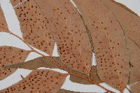 披針貫眾蕨藏品圖，第4張