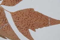 披針貫眾蕨藏品圖，第5張