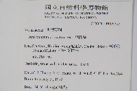 車前蕨藏品圖，第2張