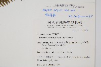 密毛蒿蕨藏品圖，第2張