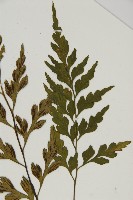 大黑柄鐵角蕨、黃鱗鐵角蕨、大羽鐵角蕨藏品圖，第3張