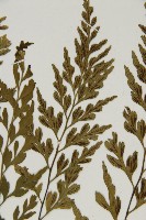 大黑柄鐵角蕨、黃鱗鐵角蕨、大羽鐵角蕨藏品圖，第4張