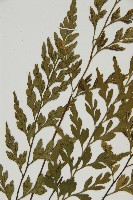 大黑柄鐵角蕨、黃鱗鐵角蕨、大羽鐵角蕨藏品圖，第5張