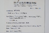 傅氏鳳尾蕨藏品圖，第2張