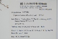 三葉茀蕨藏品圖，第2張