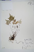 長柄粉背蕨藏品圖，第1張