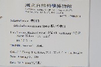 擬密葉卷柏藏品圖，第2張