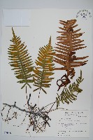 臺灣水龍骨藏品圖，第1張