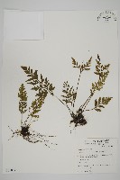 大蓬萊鐵角蕨藏品圖，第1張