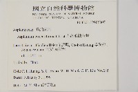 大蓬萊鐵角蕨藏品圖，第2張