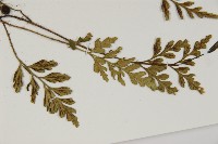 大蓬萊鐵角蕨藏品圖，第3張