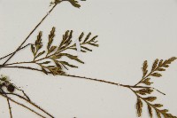 大蓬萊鐵角蕨藏品圖，第4張