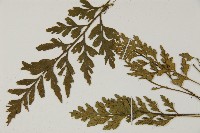 大蓬萊鐵角蕨藏品圖，第5張