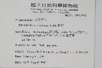 槲蕨藏品圖，第2張